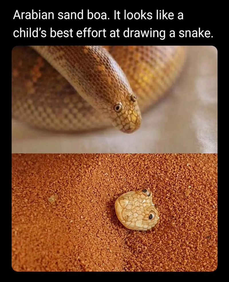 Arabian sand boa. It looks like a child's best effort at drawing a snake.