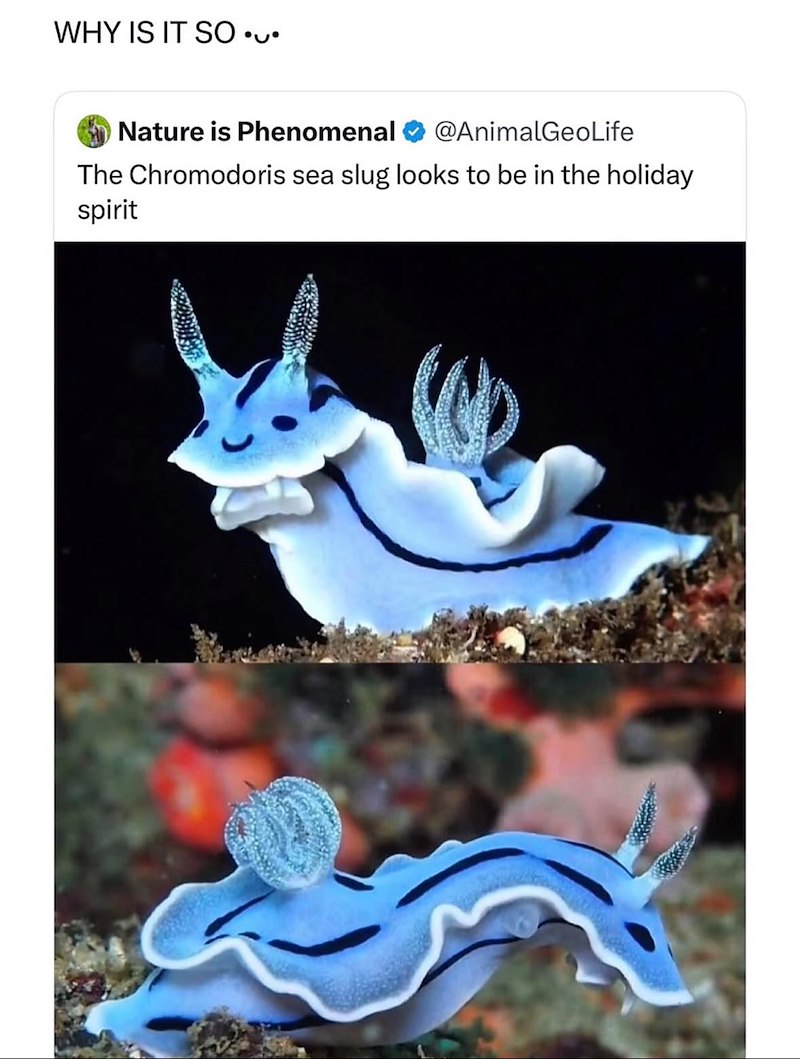 WHY IS IT SO •• Nature is Phenomenal @AnimalGeoLife The Chromodoris sea slug looks to be in the holiday spirit