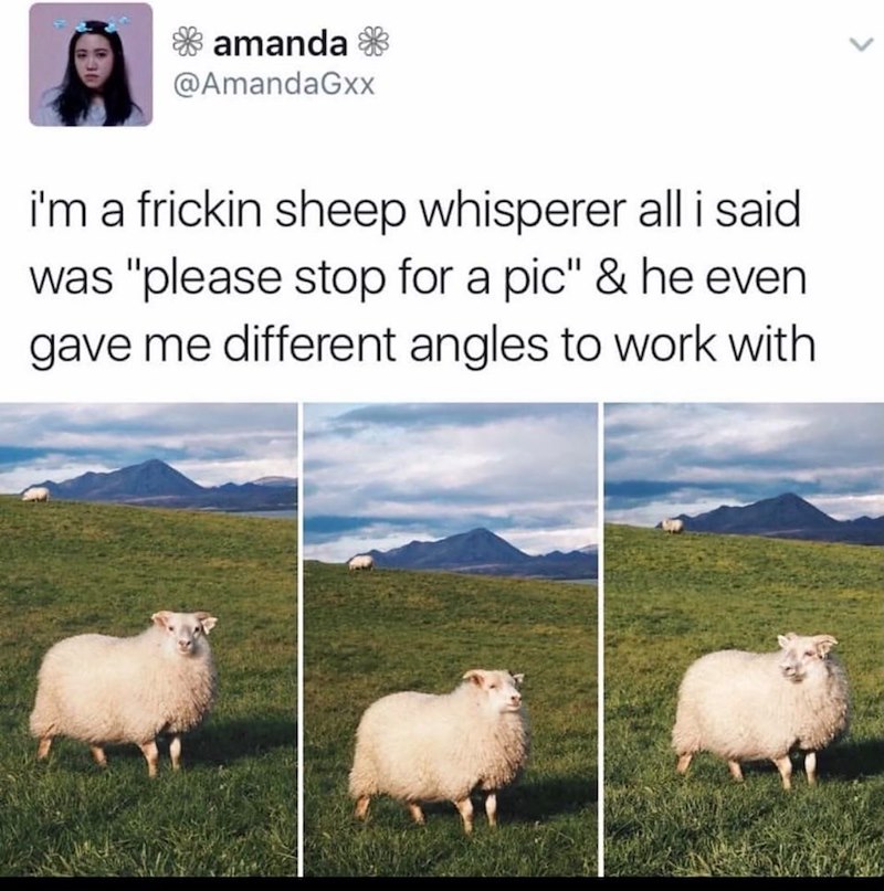 * amanda * @AmandaGxx i'm a frickin sheep whisperer all i said was "please stop for a pic" & he even gave me different angles to work with