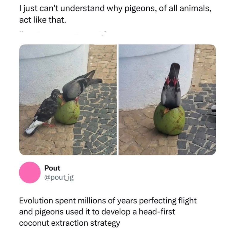 I just can't understand why pigeons, of all animals, act like that. Pout @pout_ig Evolution spent millions of years perfecting flight and pigeons used it to develop a head-first coconut extraction strategy