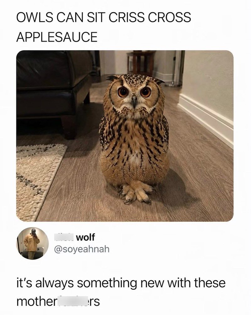 OWLS CAN SIT CRISS CROSS APPLESAUCE wolf @soyeahnah it's always something new with these mother ers