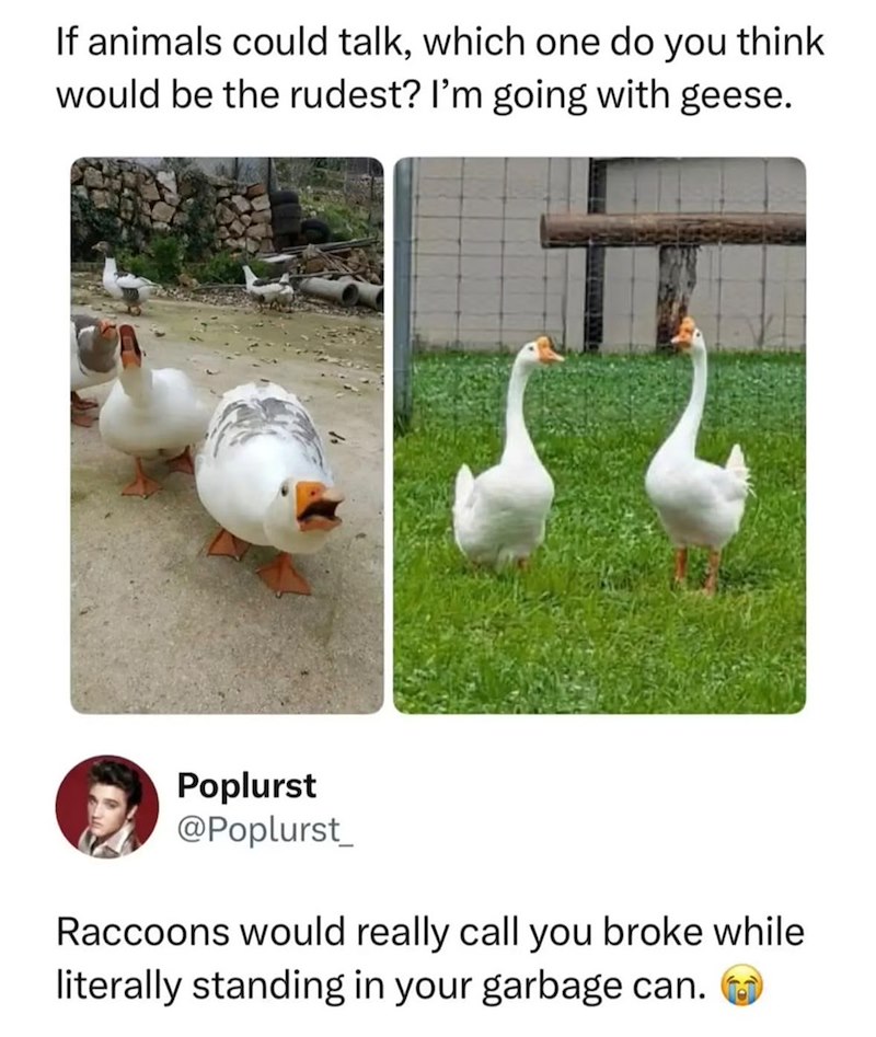 If animals could talk, which one do you think would be the rudest? I'm going with geese. Poplurst @Poplurst Raccoons would really call you broke while literally standing in your garbage can.