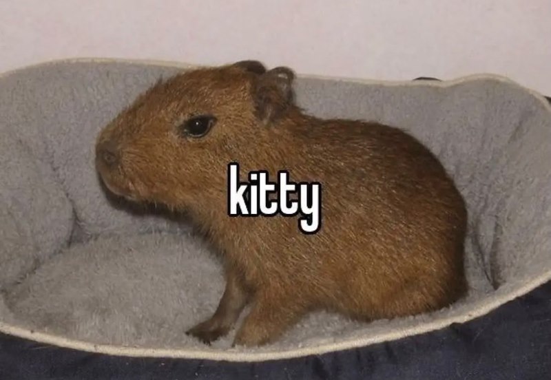 kitty