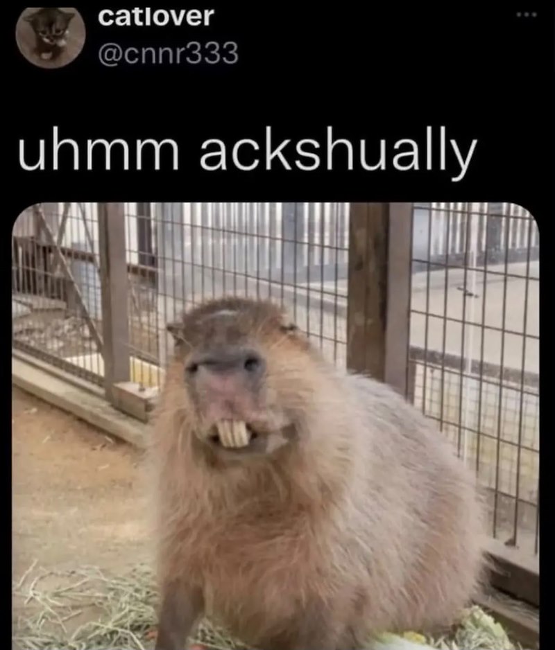 catlover @cnnr333 uhmm ackshually