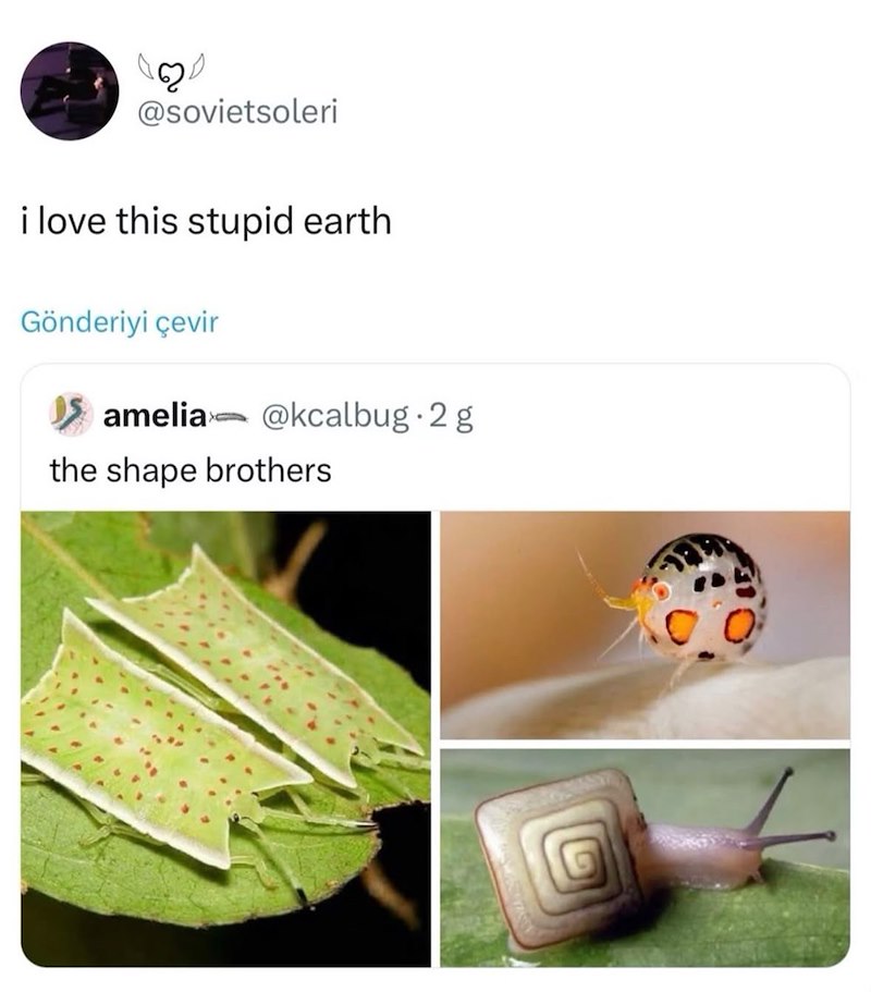 30 @sovietsoleri i love this stupid earth Gönderiyi çevir amelia @kcalbug.2 g the shape brothers