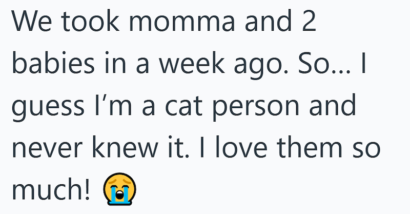 We took momma and 2 babies in a week ago. So... I guess I'm a cat person and never knew it. I love them so much!