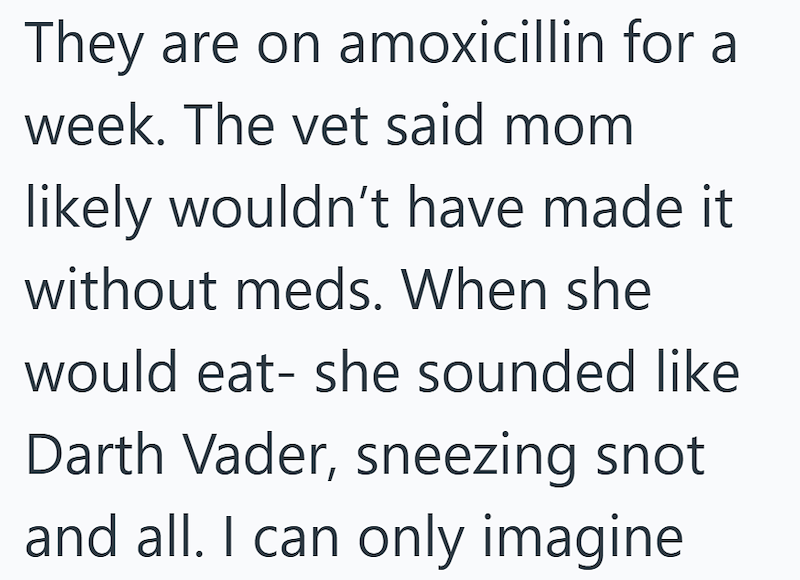 They are on amoxicillin for a week. The vet said mom likely wouldn't have made it without meds. When she would eat- she sounded like Darth Vader, sneezing snot and all. I can only imagine