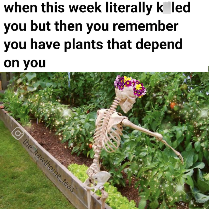 when this week literally k led you but then you remember you have plants that depend on you O the hawthorne_teas