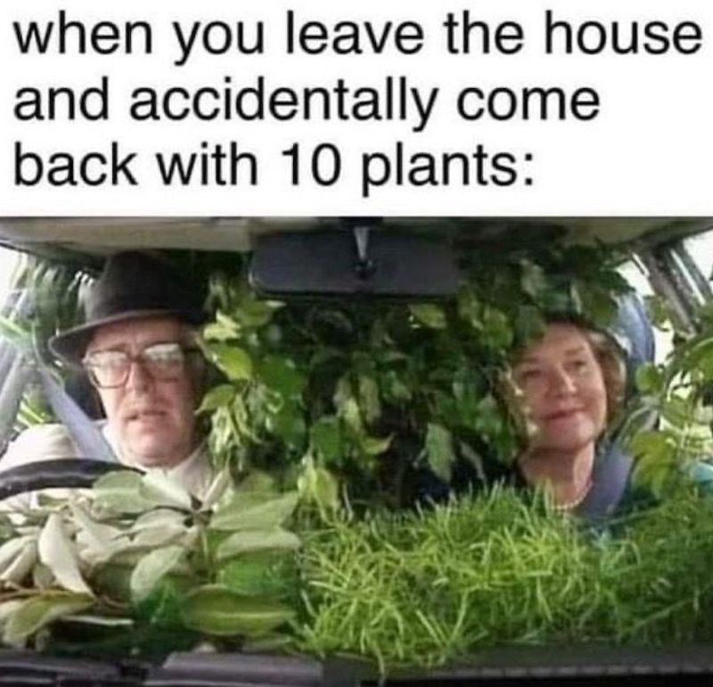 when you leave the house and accidentally come back with 10 plants: