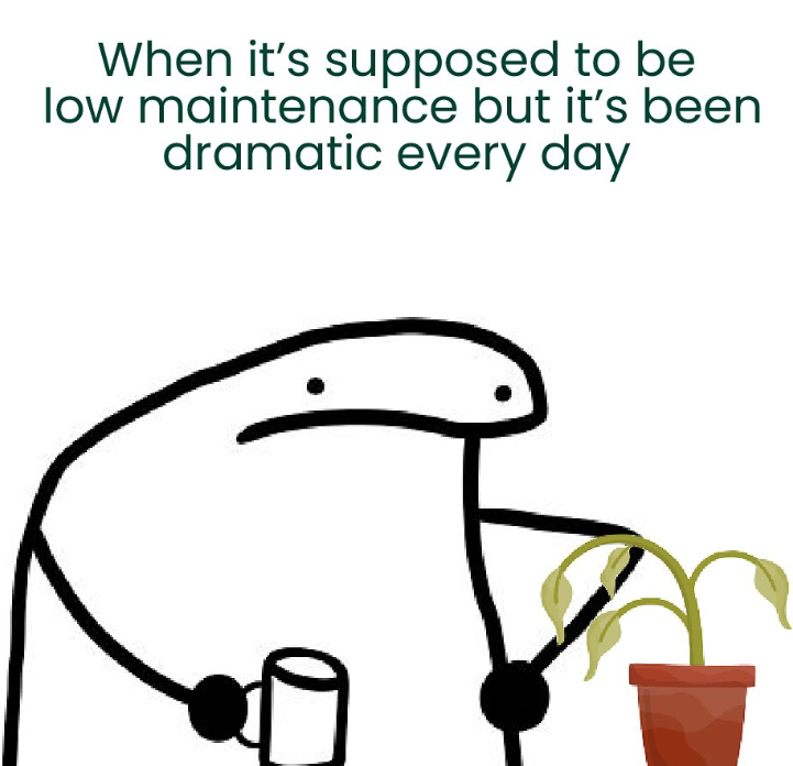 When it's supposed to be low maintenance but it's been dramatic every day