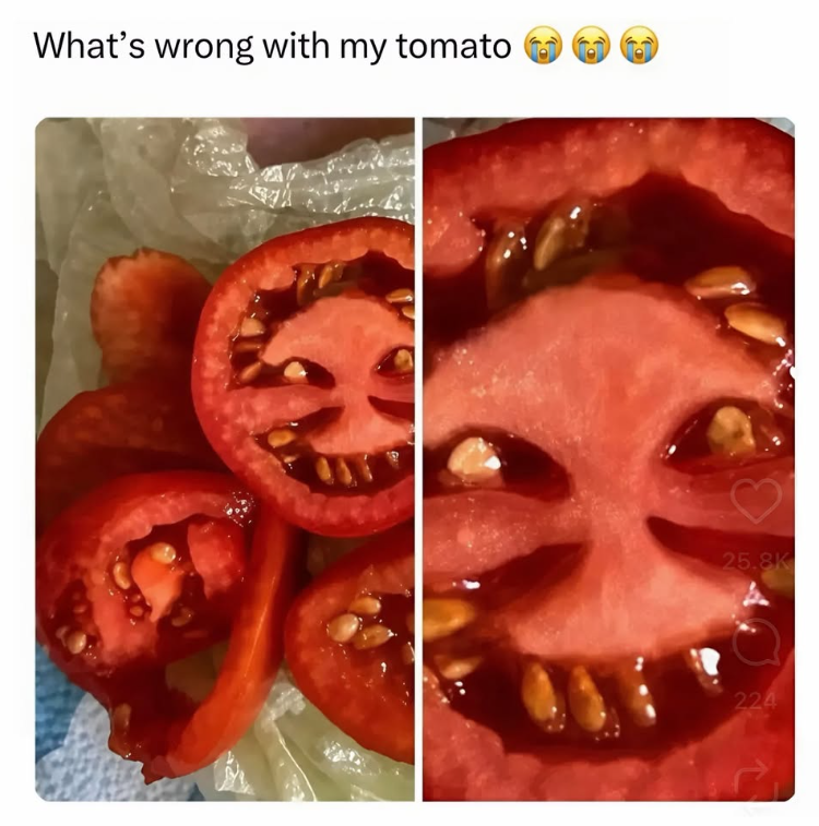 What's wrong with my tomato 25.8K 224