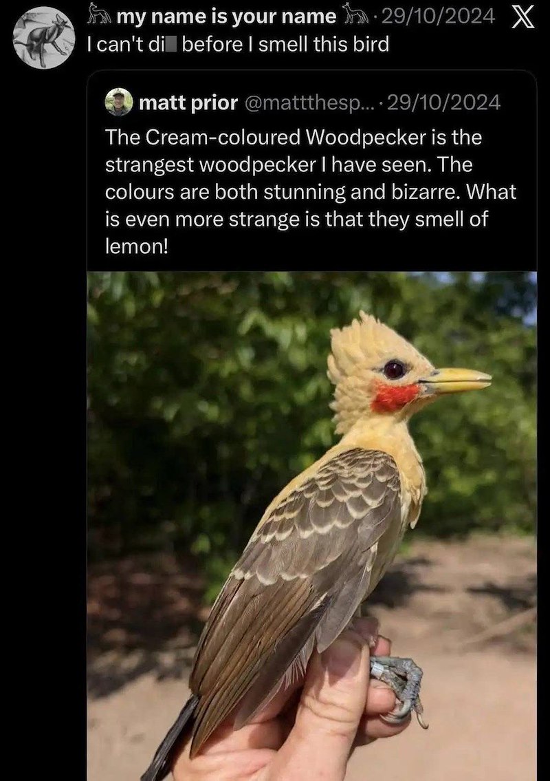 my name is your name 29/10/2024 X I can't di before I smell this bird matt prior @mattthesp.... 29/10/2024 The Cream-coloured Woodpecker is the strangest woodpecker I have seen. The colours are both stunning and bizarre. What is even more strange is that they smell of lemon!