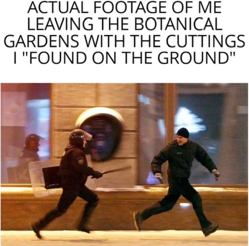 ACTUAL FOOTAGE OF ME LEAVING THE BOTANICAL GARDENS WITH THE CUTTINGS I "FOUND ON THE GROUND"