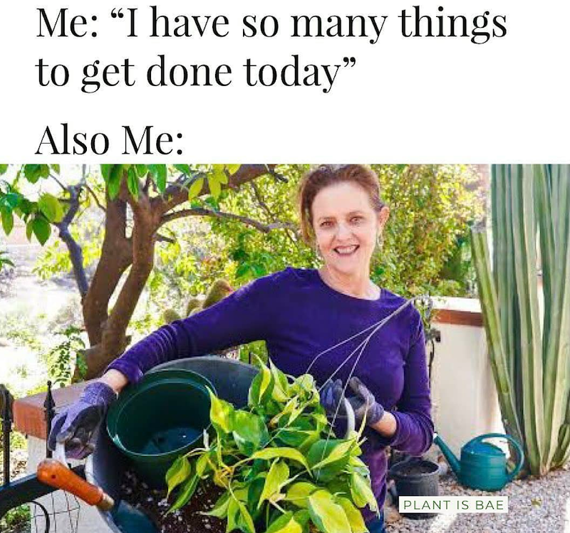 Me: "I have so many things to get done today" Also Me: PLANT IS BAE