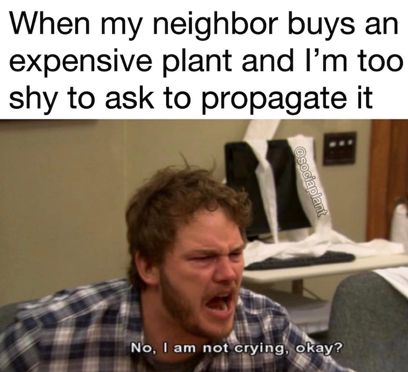 When my neighbor buys an expensive plant and I'm too shy to ask to propagate it @sociaplant No, I am not crying, okay?