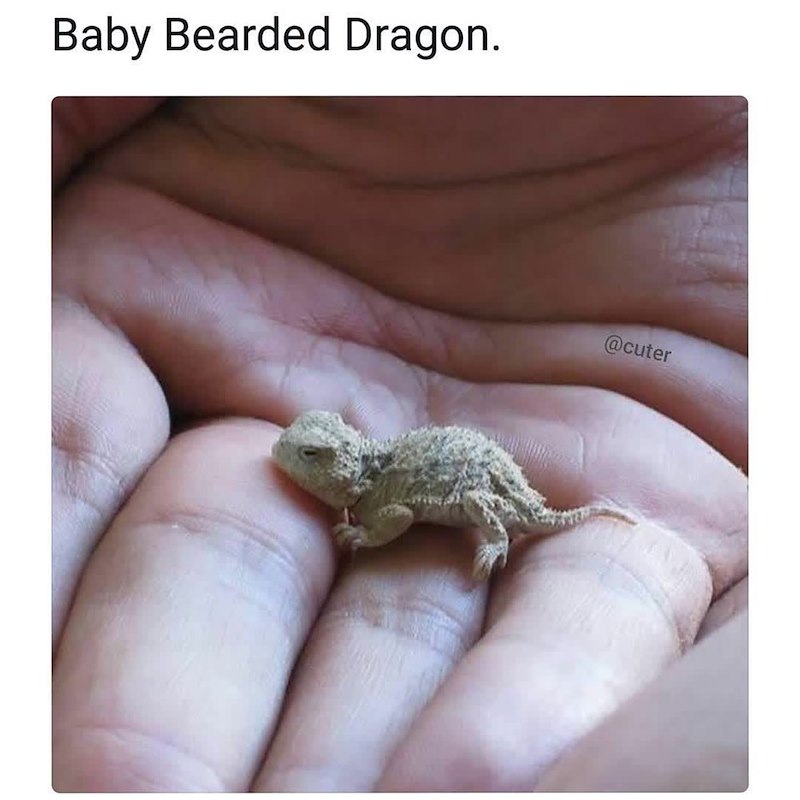 Baby Bearded Dragon. @cuter
