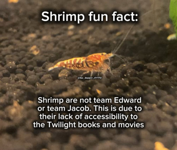 Shrimp fun fact: @the_dapper_shrimp Shrimp are not team Edward or team Jacob. This is due to their lack of accessibility to the Twilight books and movies