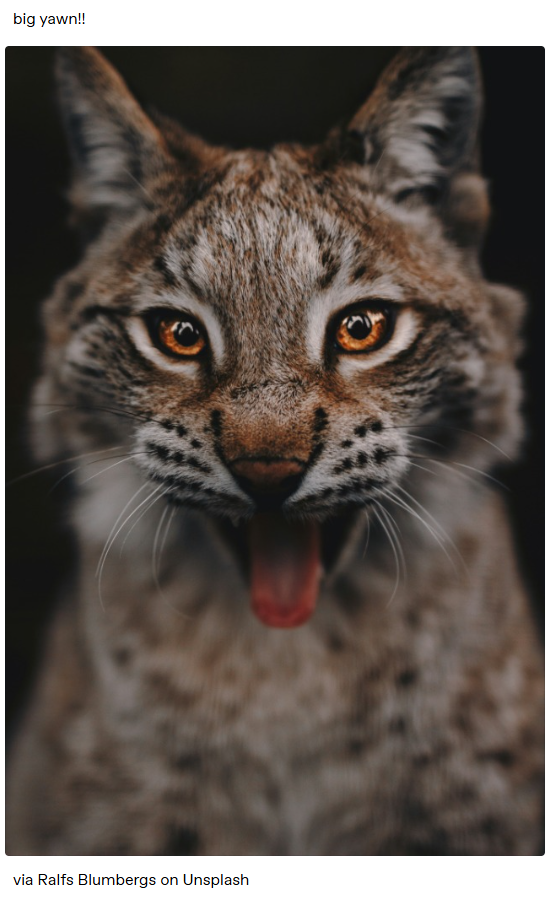 big yawn!! via Ralfs Blumbergs on Unsplash