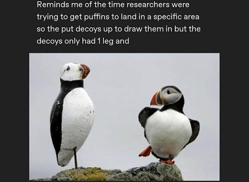 Reminds me of the time researchers were trying to get puffins to land in a specific area so the put decoys up to draw them in but the decoys only had 1 leg and
