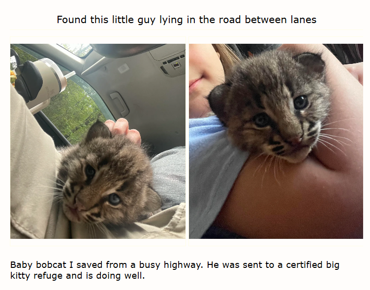Found this little guy lying in the road between lanes Baby bobcat I saved from a busy highway. He was sent to a certified big kitty refuge and is doing well.