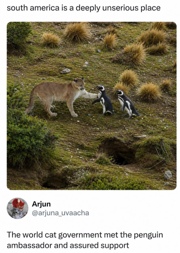 south america is a deeply unserious place Arjun @arjuna_uvaacha The world cat government met the penguin ambassador and assured support
