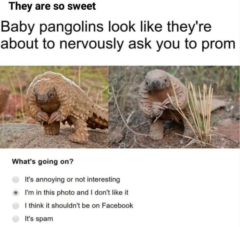 They are so sweet Baby pangolins look like they're about to nervously ask you to prom What's going on? It's annoying or not interesting I'm in this photo and I don't like it I think it shouldn't be on Facebook It's spam