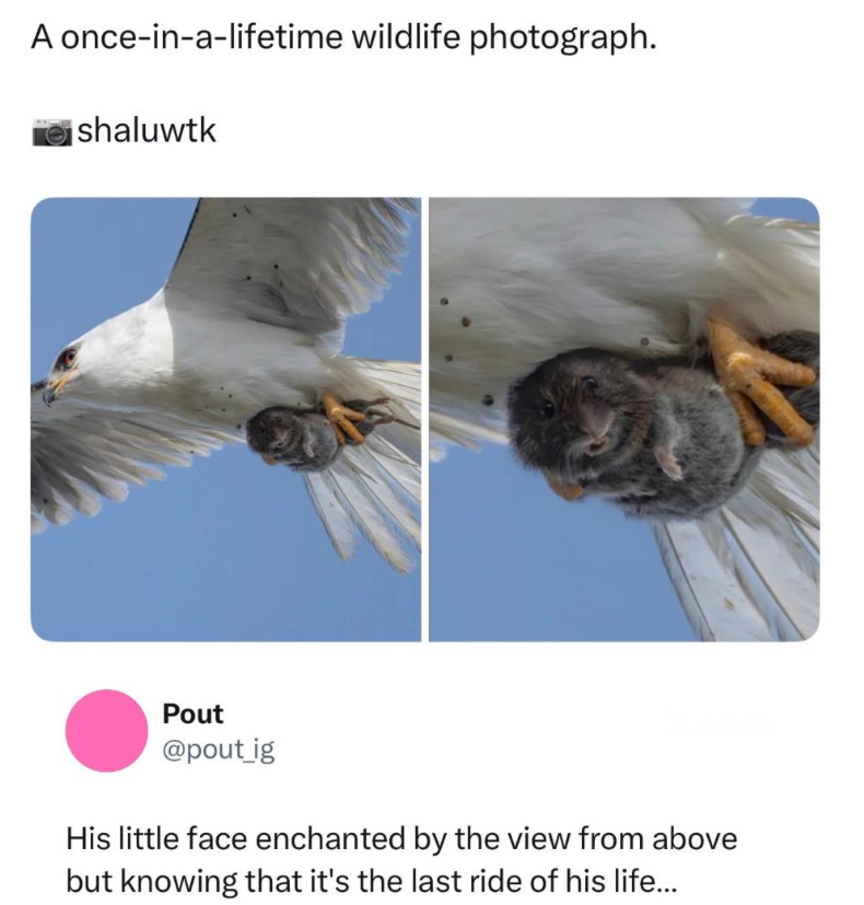 A once-in-a-lifetime wildlife photograph. shaluwtk Pout @pout_ig His little face enchanted by the view from above but knowing that it's the last ride of his life...