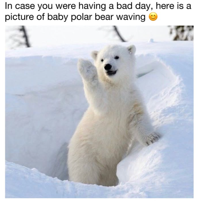 In case you were having a bad day, here is a picture of baby polar bear waving 1