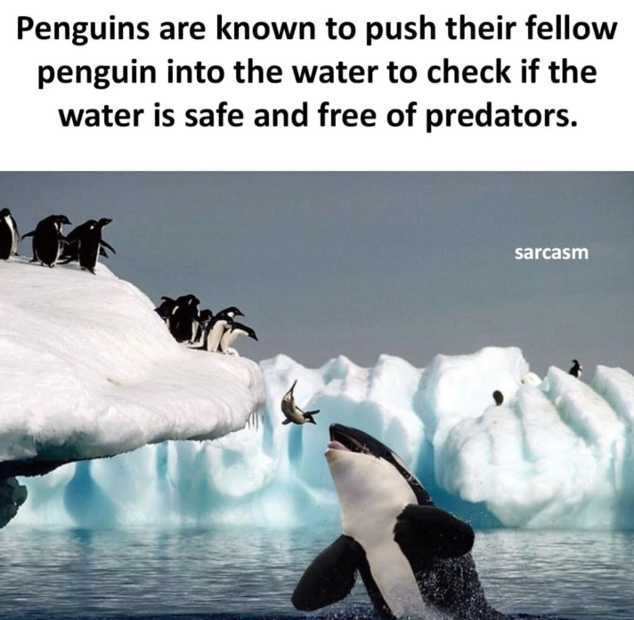 Penguins are known to push their fellow penguin into the water to check if the water is safe and free of predators. sarcasm