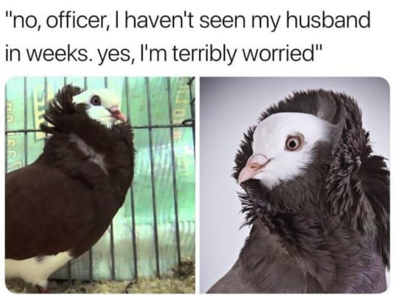"no, officer, I haven't seen my husband in weeks. yes, I'm terribly worried" HARRI