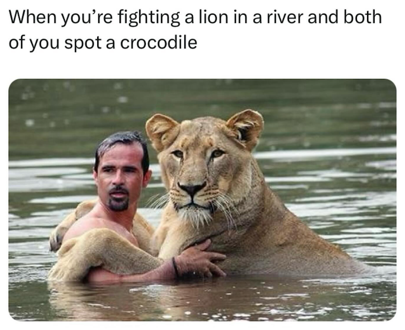 When you're fighting a lion in a river and both of you spot a crocodile