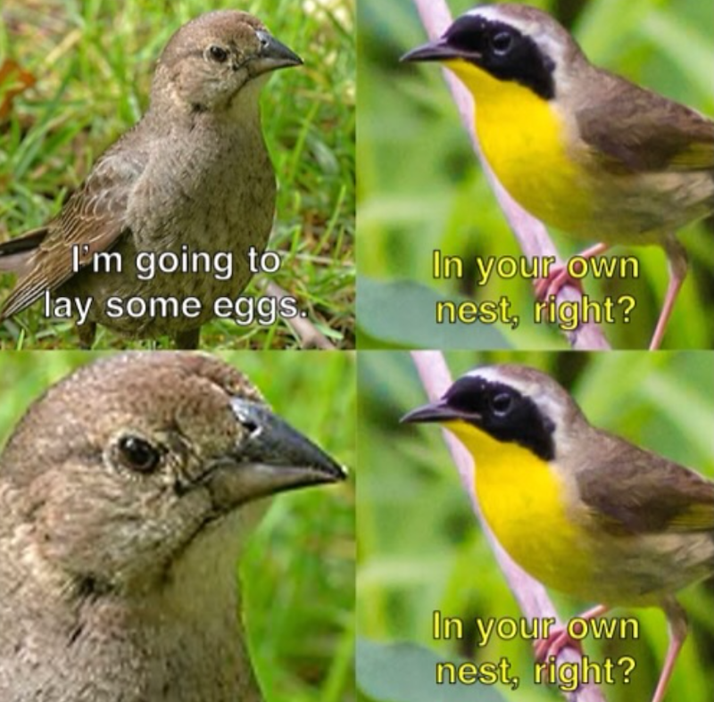 I'm going to lay some eggs. In your own nest, right? In your own nest, right?