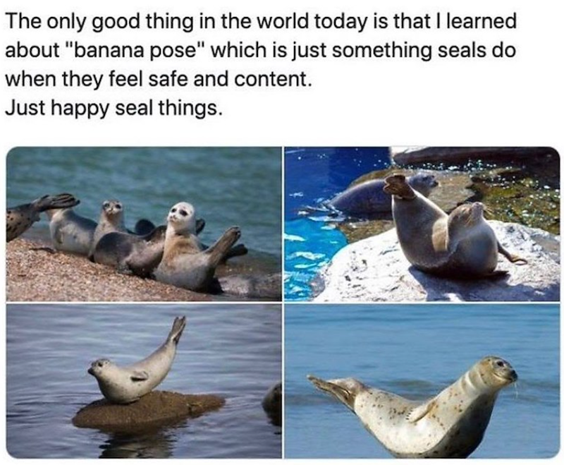 The only good thing in the world today is that I learned about "banana pose" which is just something seals do when they feel safe and content. Just happy seal things.
