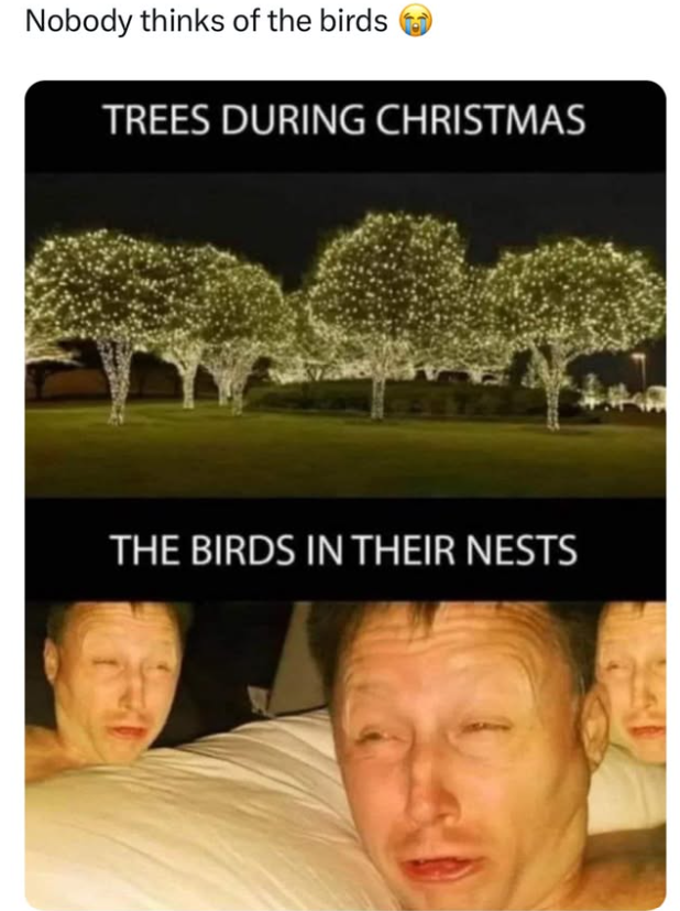 Nobody thinks of the birds TREES DURING CHRISTMAS THE BIRDS IN THEIR NESTS