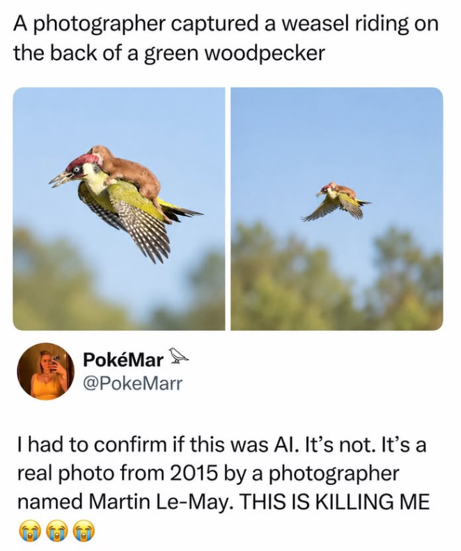 A photographer captured a weasel riding on the back of a green woodpecker PokéMar @PokeMarr I had to confirm if this was Al. It's not. It's a real photo from 2015 by a photographer named Martin Le-May. THIS IS KILLING ME