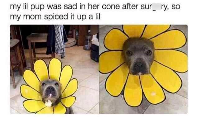 my lil pup was sad in her cone after sur ry, so my mom spiced it up a lil