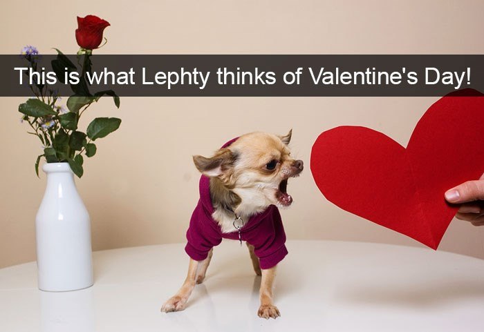 This is what Lephty thinks of Valentine's Day!