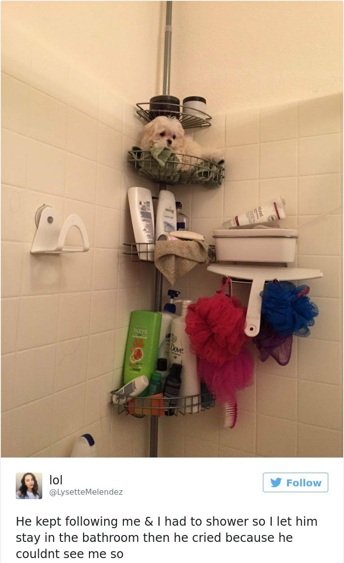 lol FRUCTIS Dove Follow @LysetteMelendez He kept following me & I had to shower so I let him stay in the bathroom then he cried because he couldnt see me so