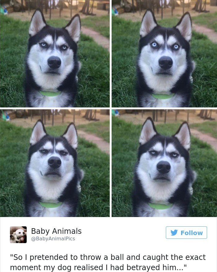 Baby Animals @BabyAnimalPics Follow "So I pretended to throw a ball and caught the exact moment my dog realised I had betrayed him..."