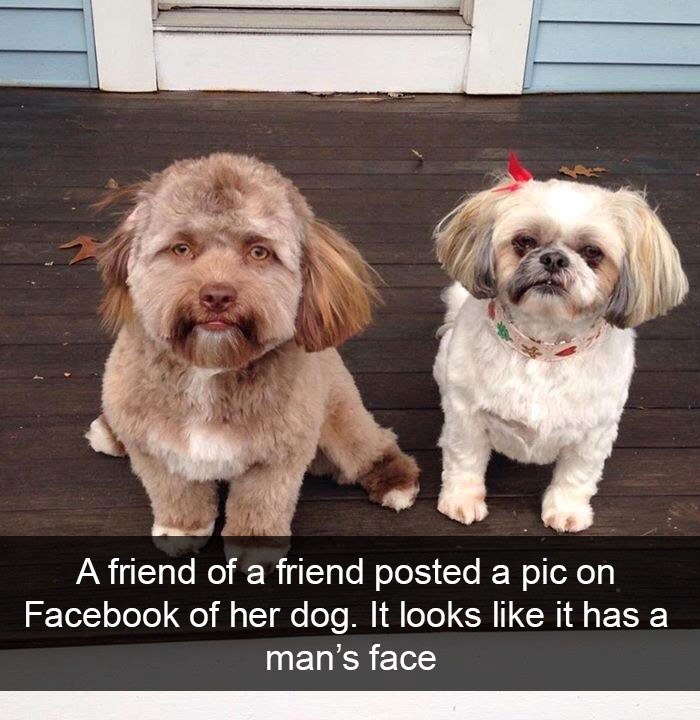 A friend of a friend posted a pic on Facebook of her dog. It looks like it has a man's face