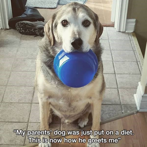 "My parents' dog was just put on a diet. This is now how he greets me❞