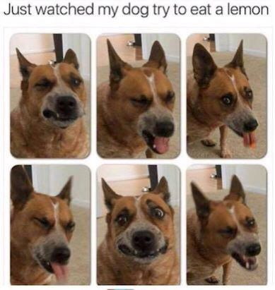 Just watched my dog try to eat a lemon