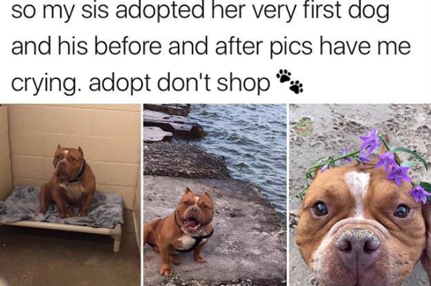 so my sis adopted her very first dog and his before and after pics have me crying. adopt don't shop