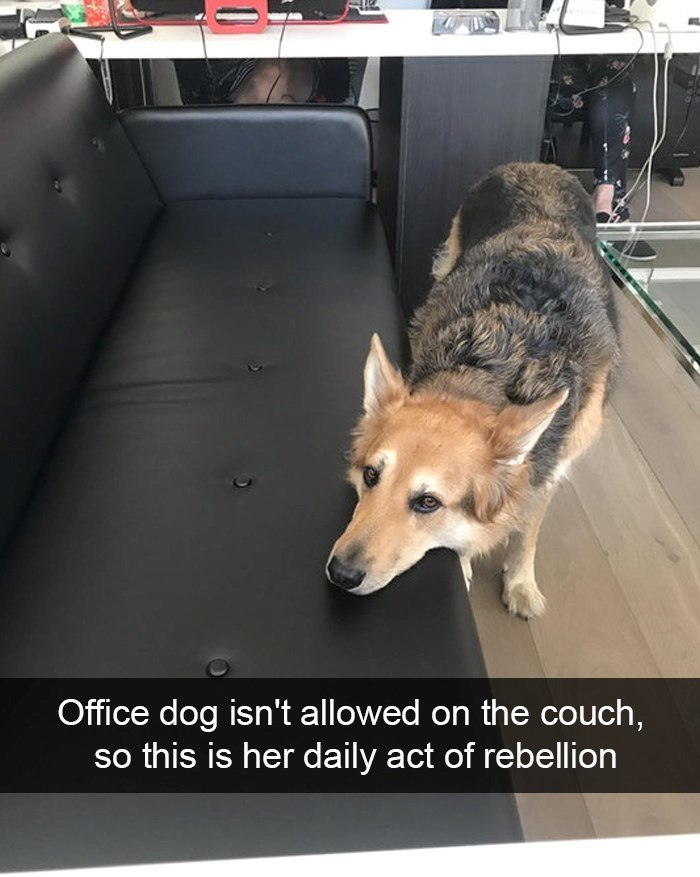 Office dog isn't allowed on the couch, so this is her daily act of rebellion