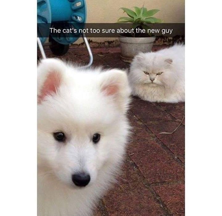 The cat's not too sure about the new guy