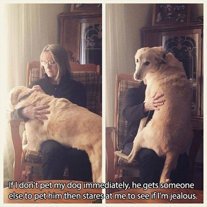 If I don't pet my dog immediately, he gets someone else to pet him then stares at me to see if I'm jealous.