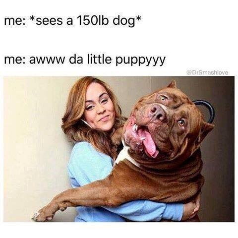 me: *sees a 150lb dog* me: awww da little puppyyy DrSmashlove