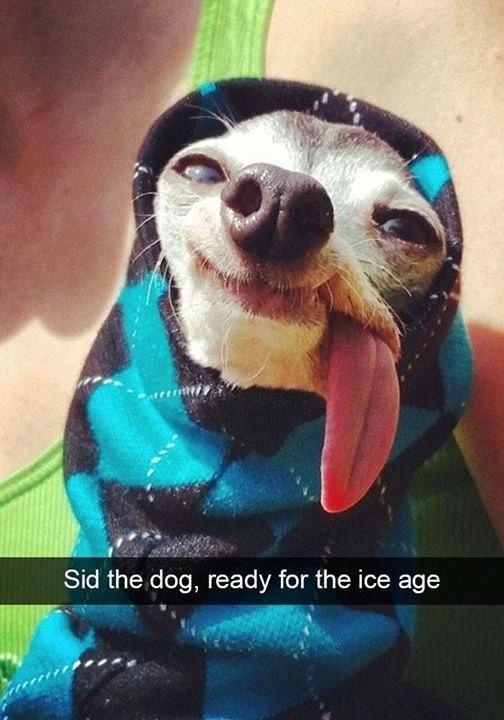 Sid the dog, ready for the ice age