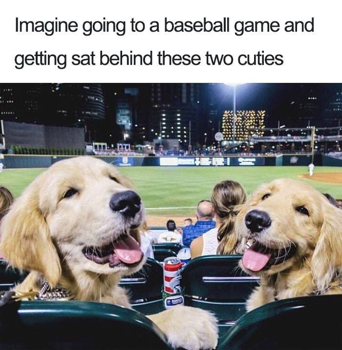 Imagine going to a baseball game and getting sat behind these two cuties