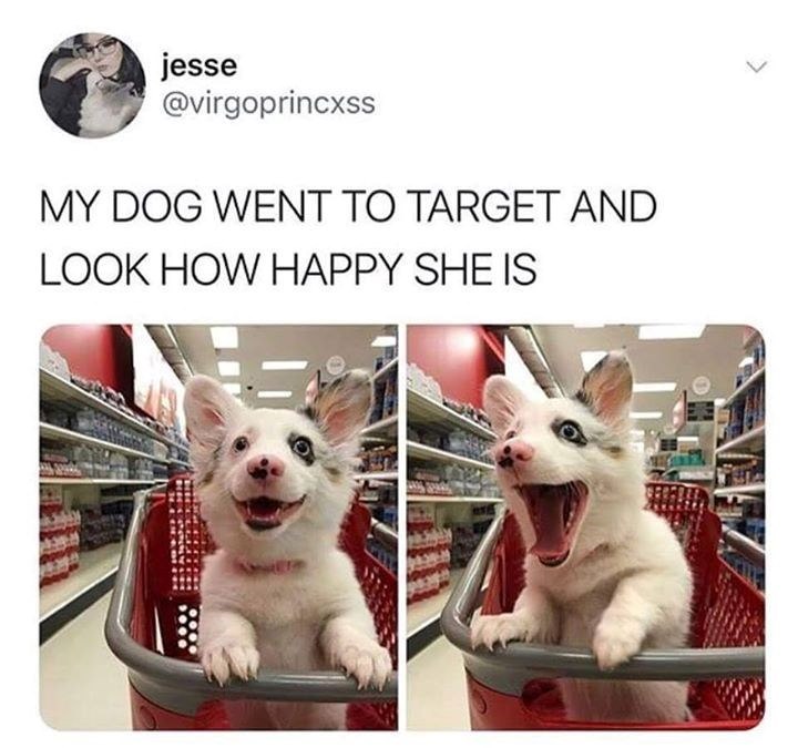 jesse @virgoprincxss MY DOG WENT TO TARGET AND LOOK HOW HAPPY SHE IS